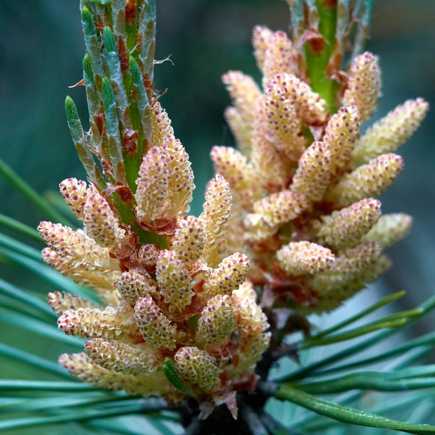 Parfum pour bougies Aiguille de pin