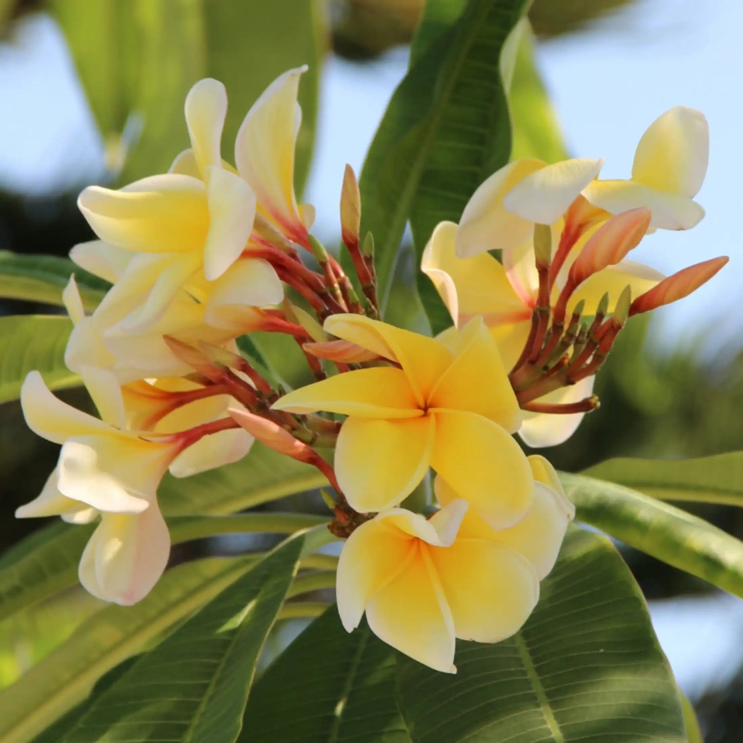 Parfum pour bougies Boost Monoï 