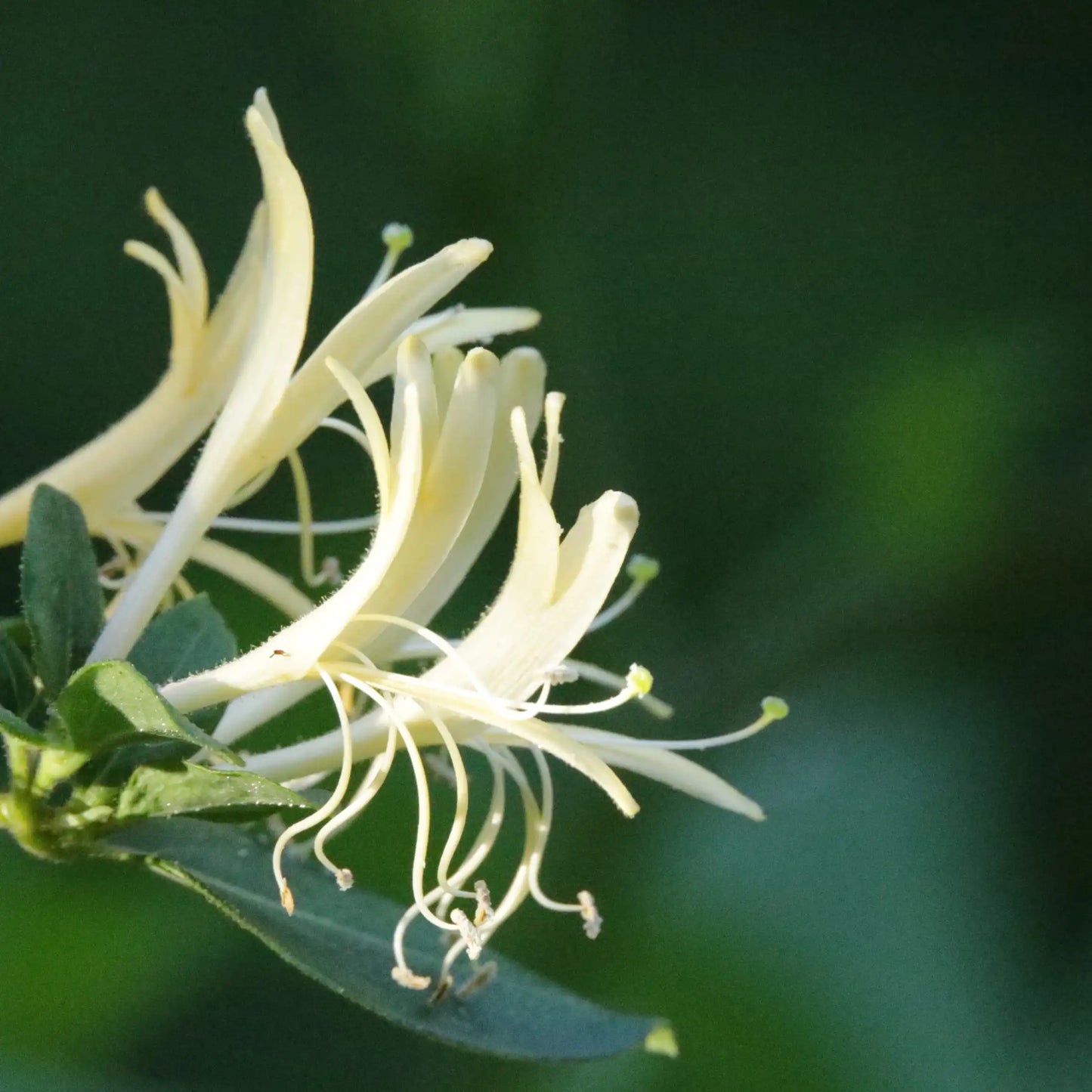 Parfum pour bougies Chèvrefeuille