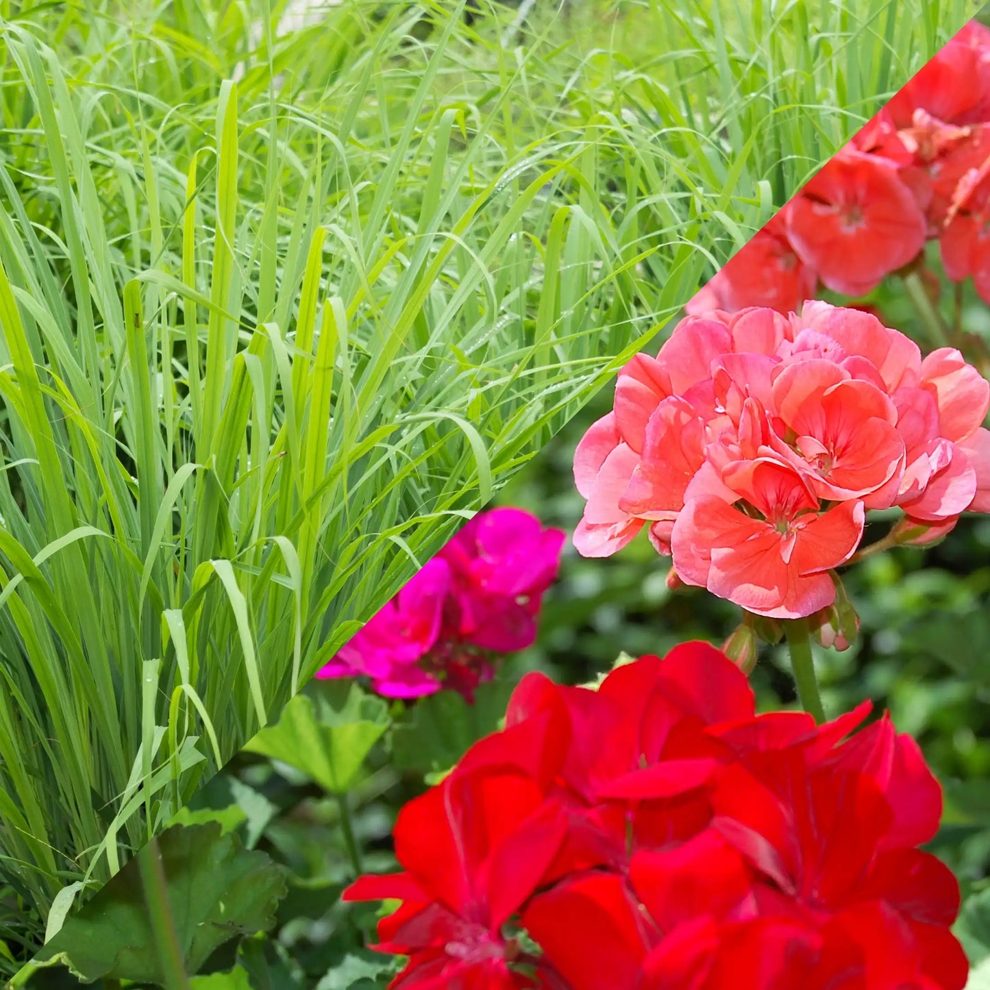 Parfum pour bougies Citronnelle et Géranium