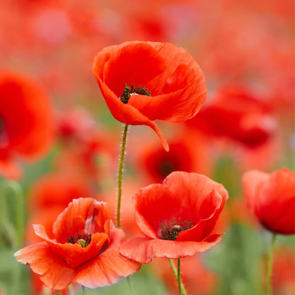 Parfum pour bougies Coquelicot