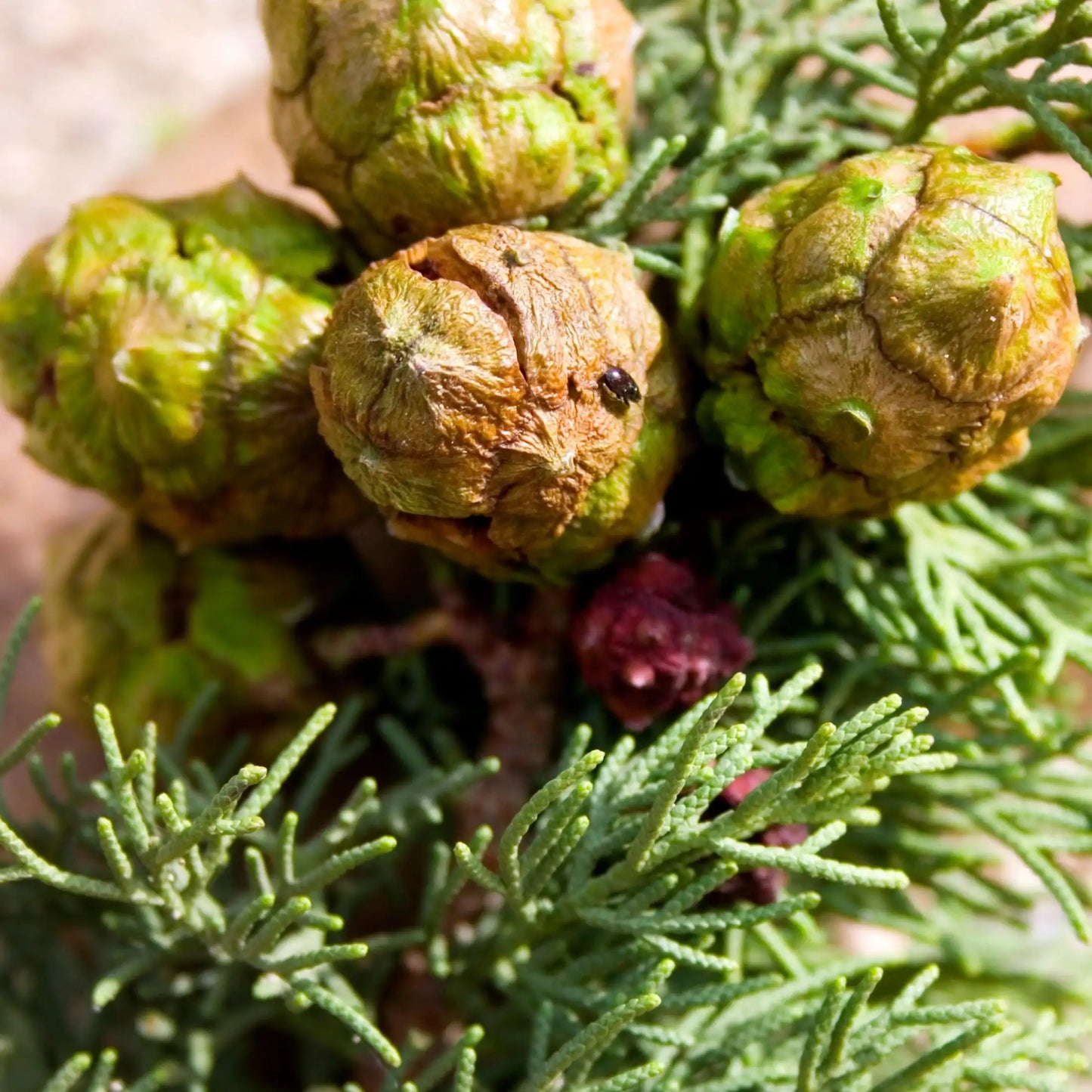 Parfum pour bougies Cyprès