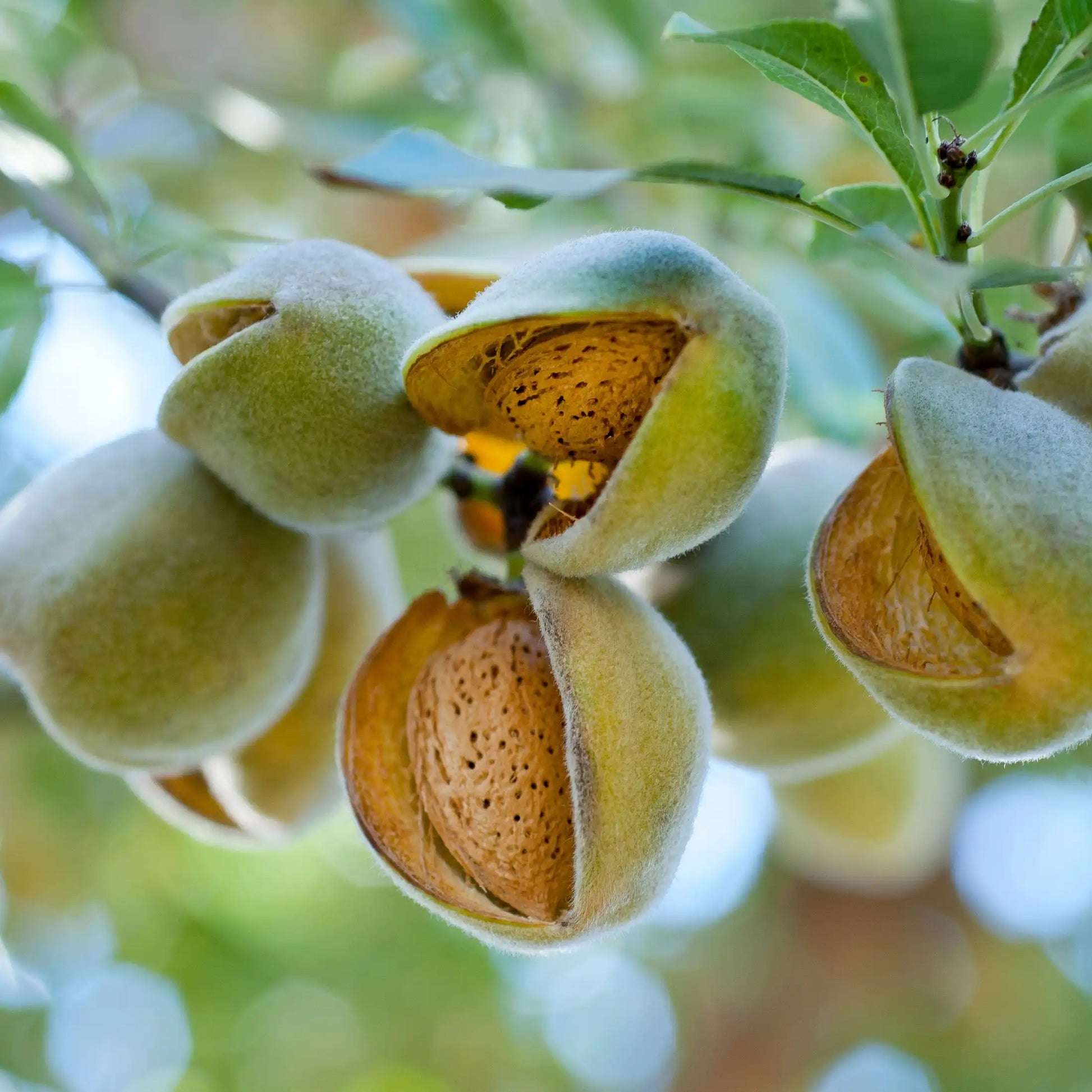 Parfum pour bougies Eclats d'amande