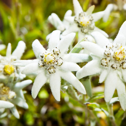 Parfum pour bougies Edelweiss