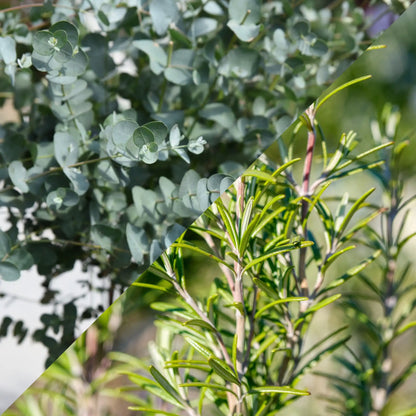 Parfum pour bougies Eucalyptus romarin