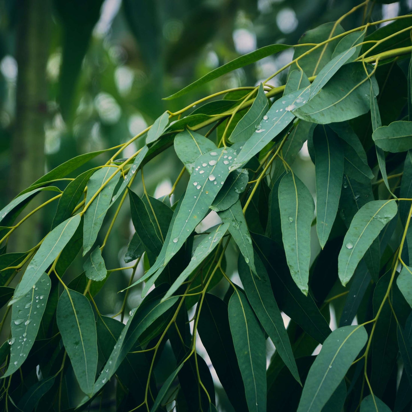 Parfum pour bougies Eucalyptus