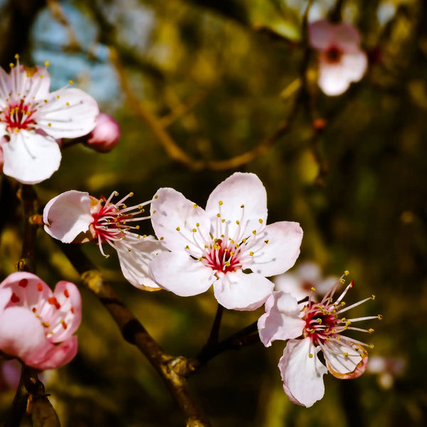 Parfum pour bougies Fleur d'amandier