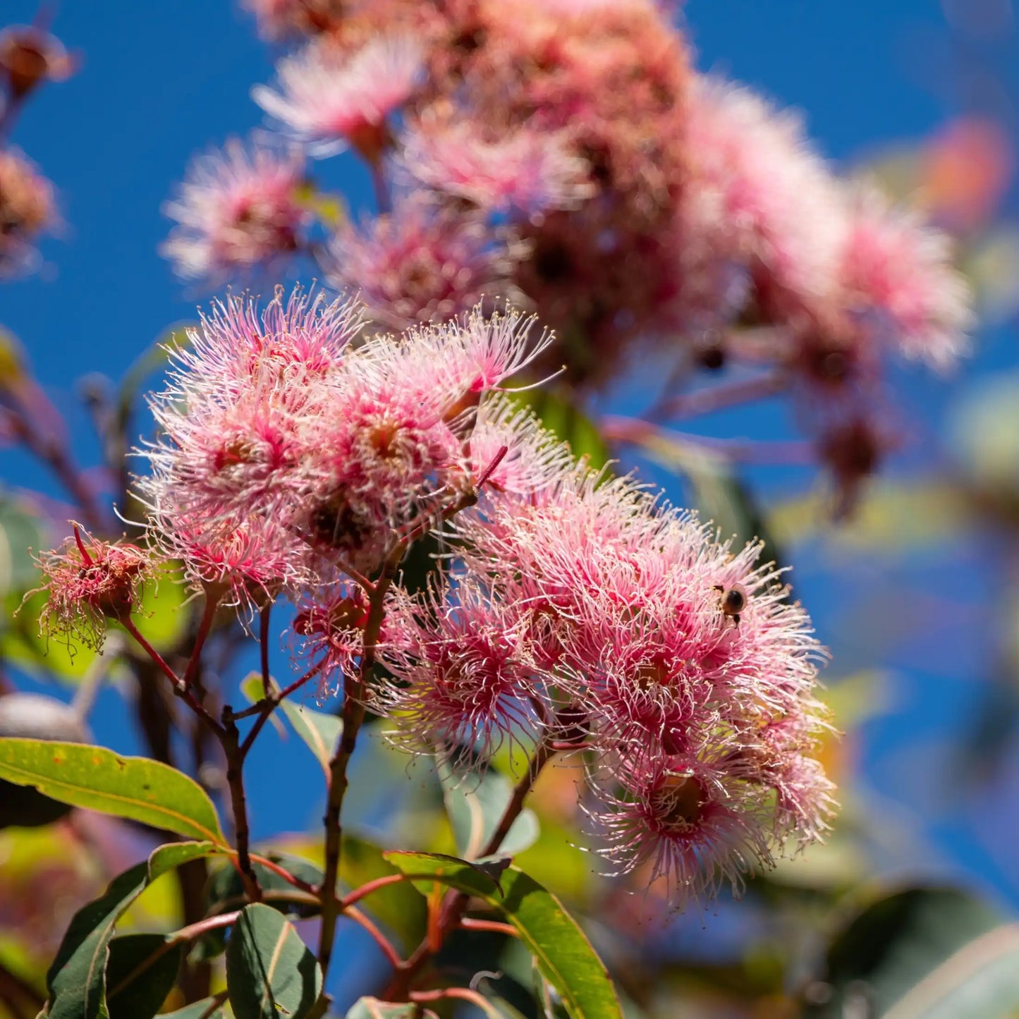 Parfum pour brumes Fleur d'Eucalyptus