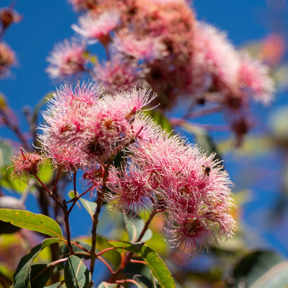 Parfum pour brumes Fleur d'Eucalyptus