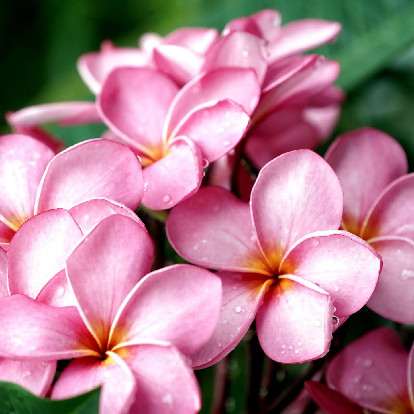 Parfum pour bougies Fleur de frangipanier