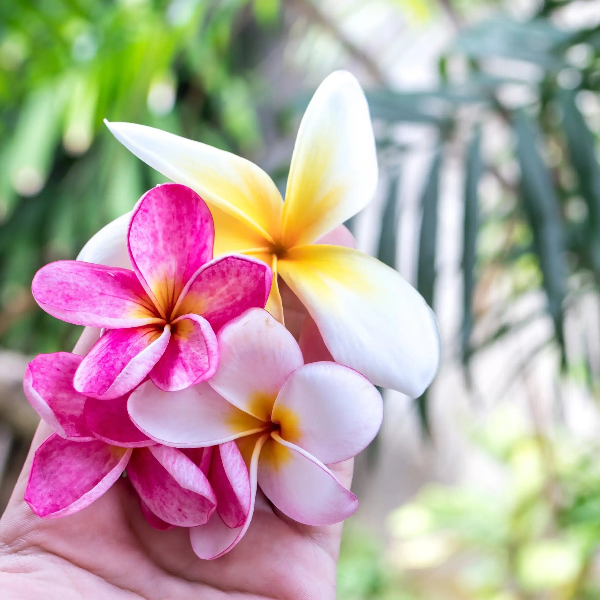 Parfum pour bougies Fleur des Îles