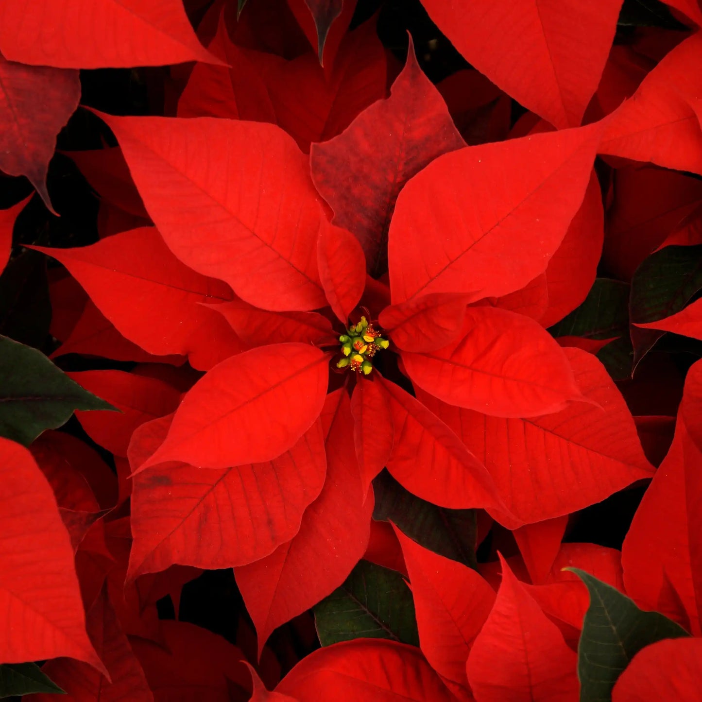 Parfum pour bougies Fleur de Noël