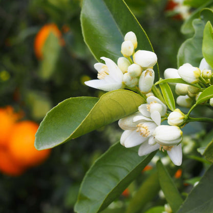 Parfum pour bougies fleur oranger apaisante