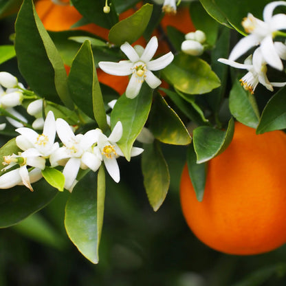 Parfum pour bougies Fleur d'Oranger