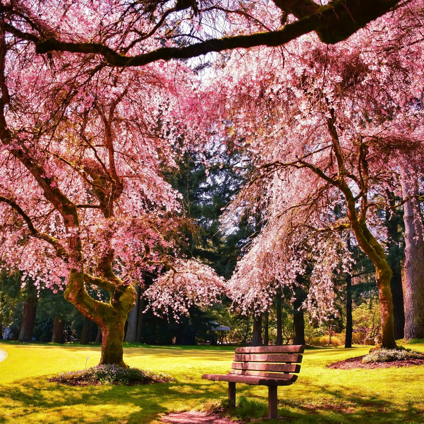 Parfum pour bougies Fleur de sakura