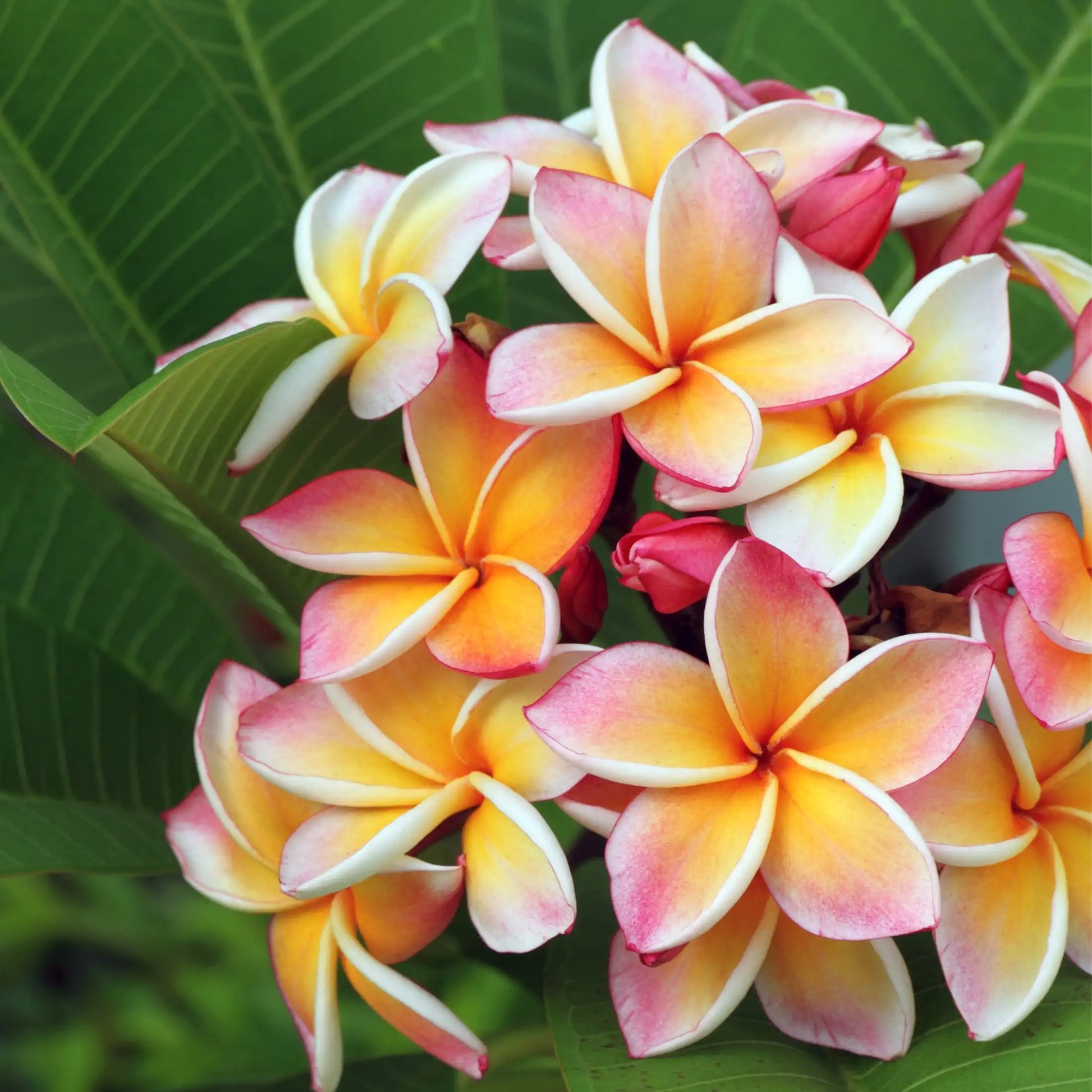 Parfum pour bougies Fleur de Tiaré