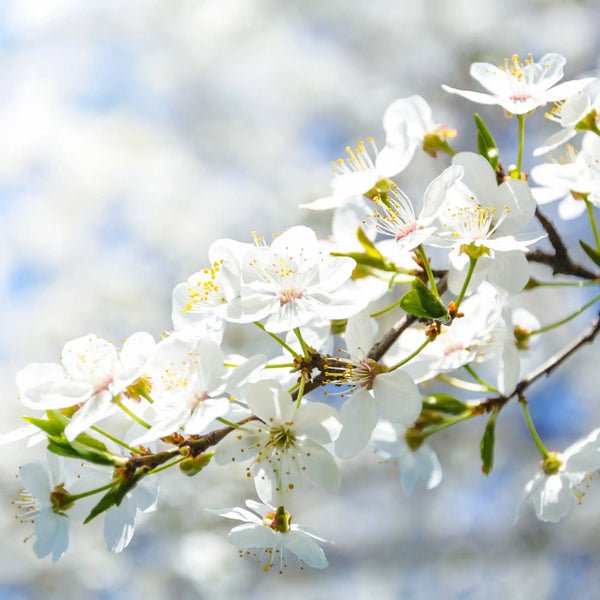 Parfum pour bougies Flores blancas