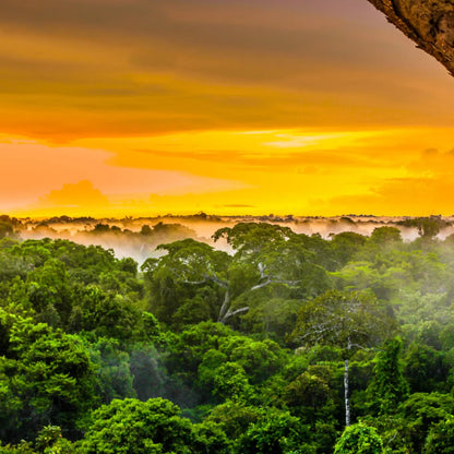 Parfum pour bougies Forêt tropicale