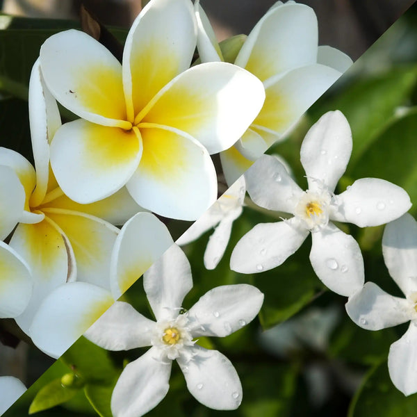 Parfum pour bougies Frangipanier et jasmin