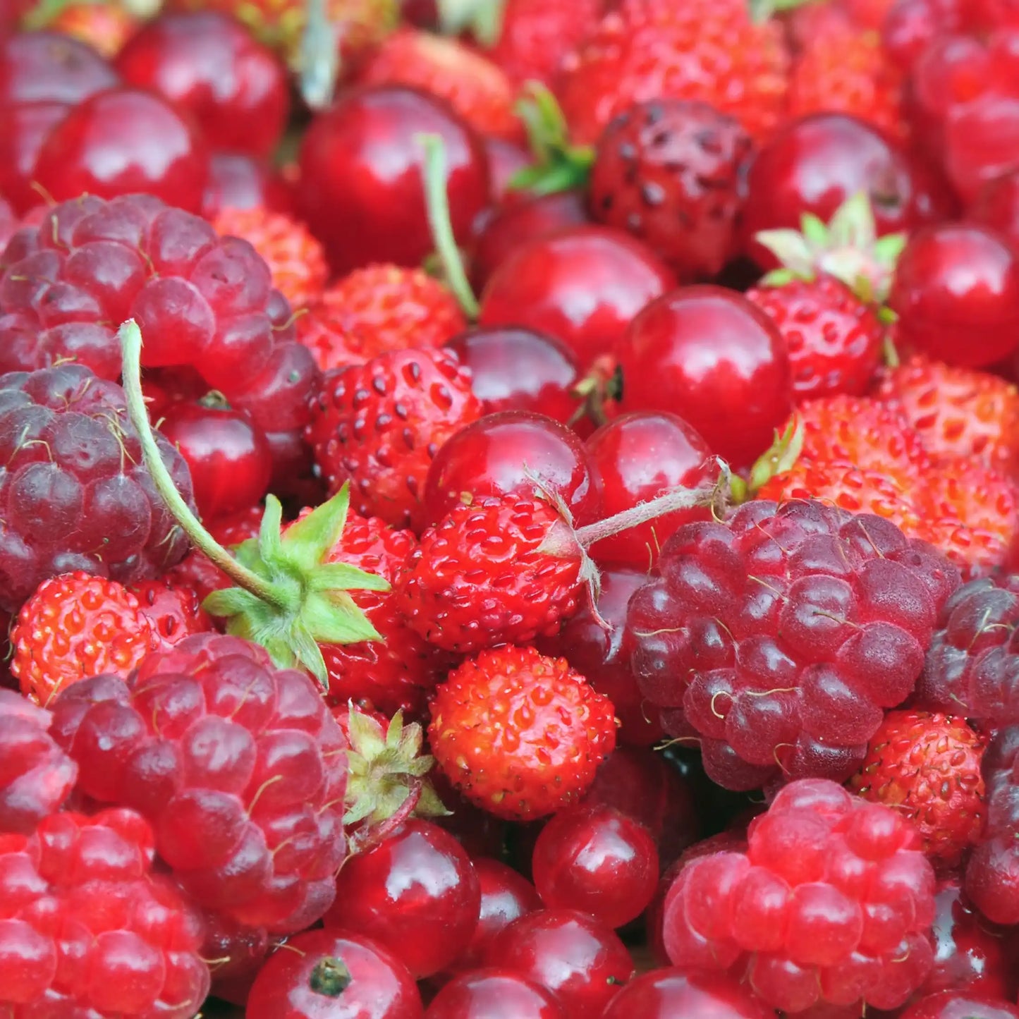 Parfum pour bougies Fruits rouges