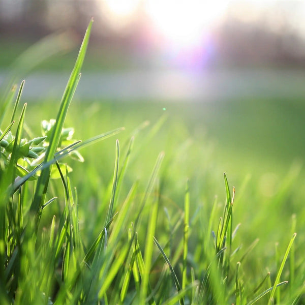 Parfum pour bougies Herbe coupée