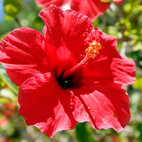 Parfum pour bougies Hibiscus