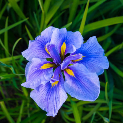 Parfum pour bougies Iris