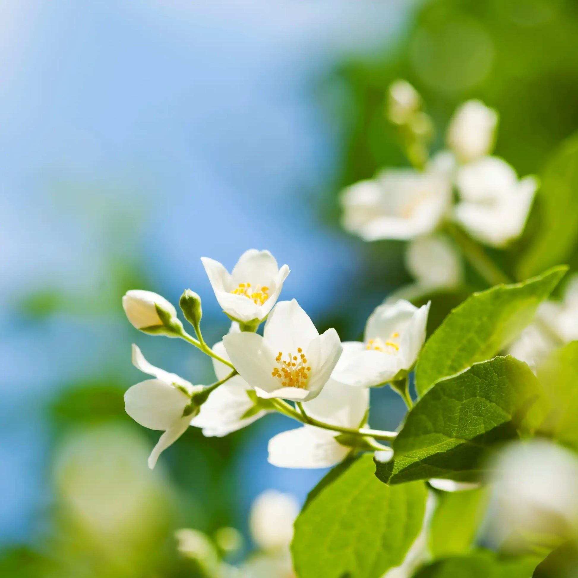 Parfum pour bougies Jasmin estival