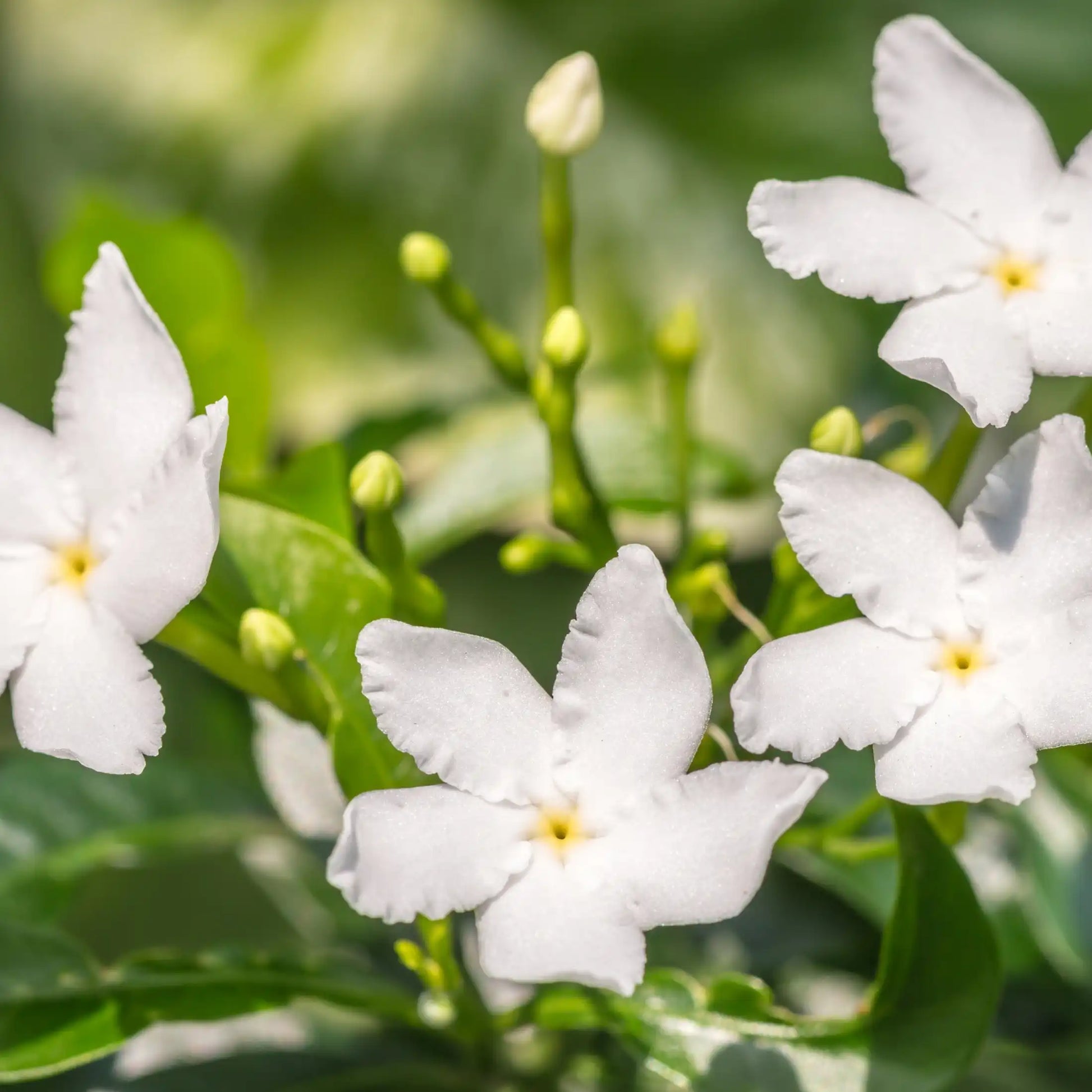 Parfum pour bougies Jasmin