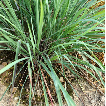 Parfum pour bougies Lemongrass