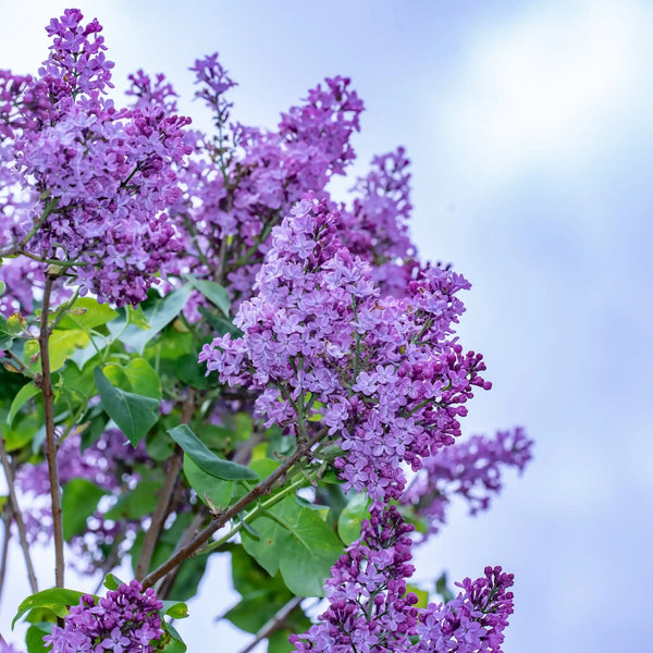 Parfum pour bougies Lilas