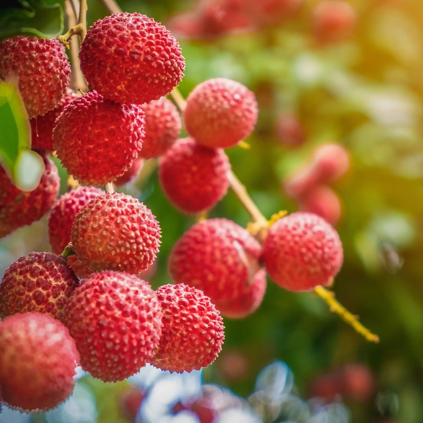 Parfum pour bougies Litchi