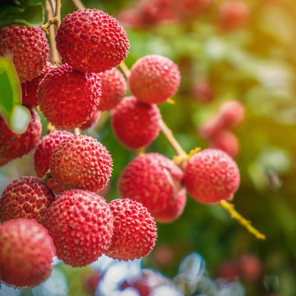 Parfum pour bougies Litchi