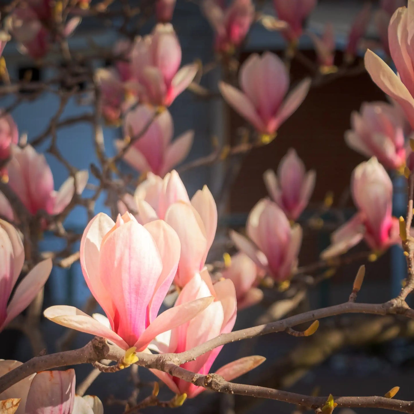 Parfum pour bougies Magnolia