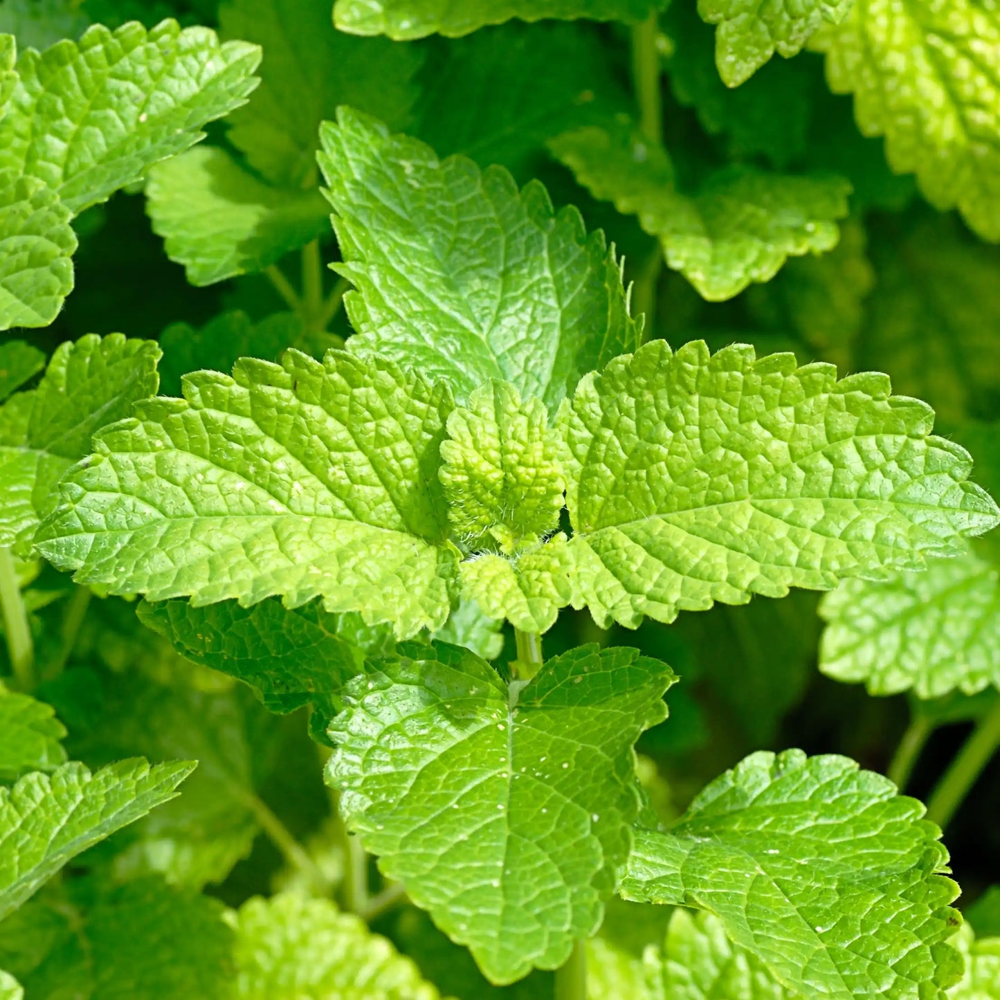 Parfum pour bougies Mélisse