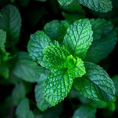 Parfum pour bougies Menthe Chlorophylle