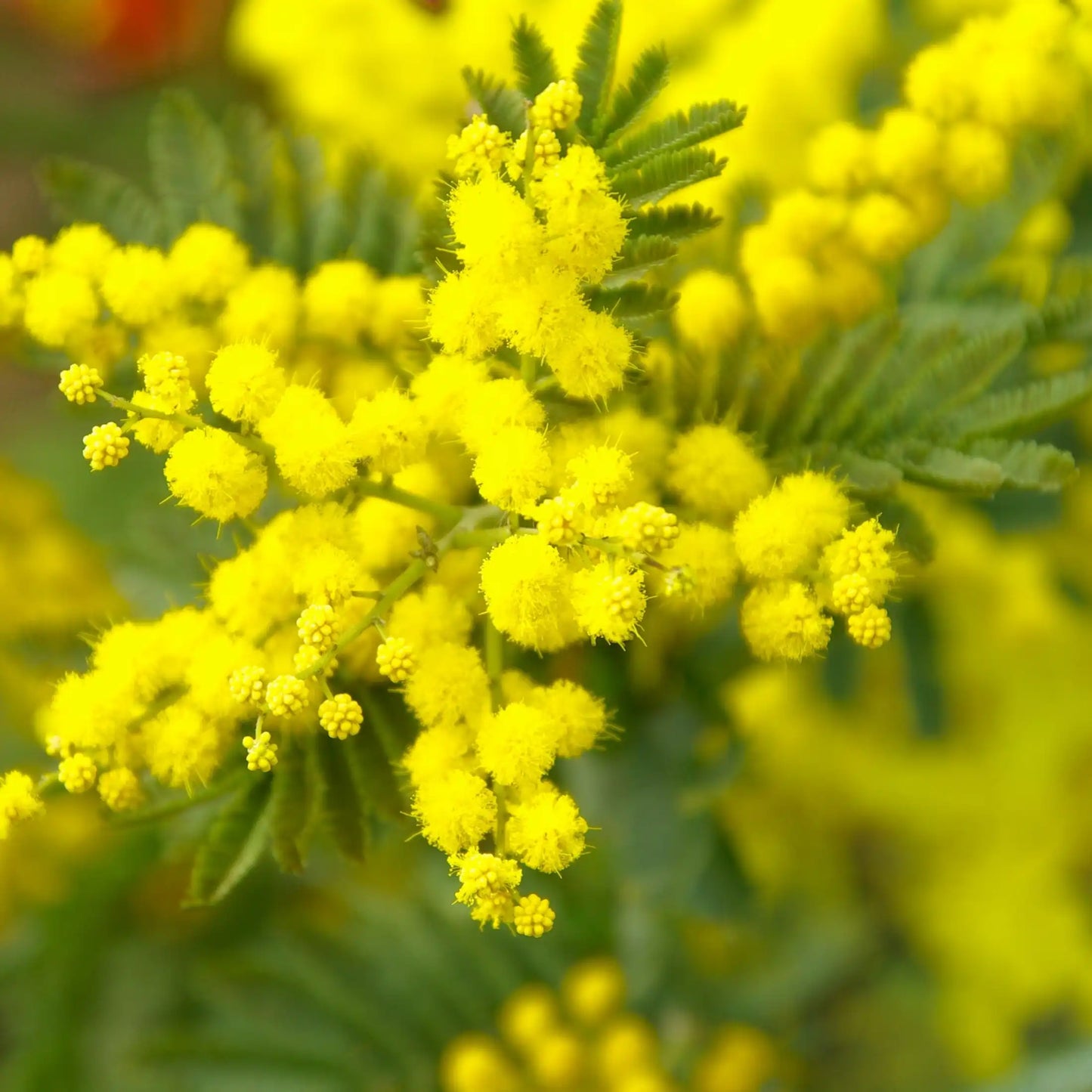 Parfum pour bougies Mimosa