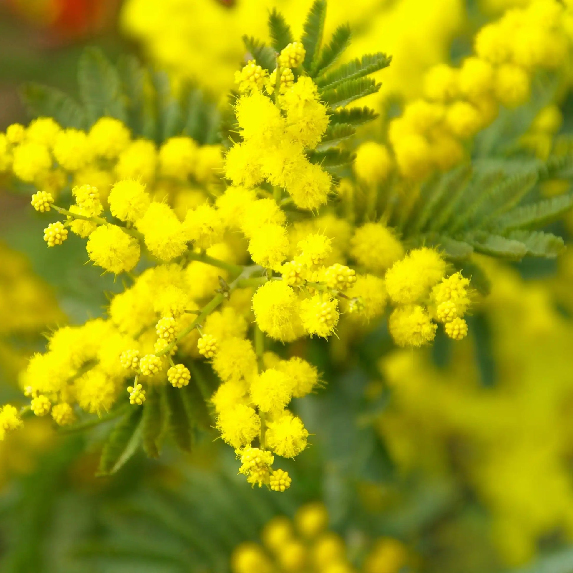 Parfum pour bougies Mimosa