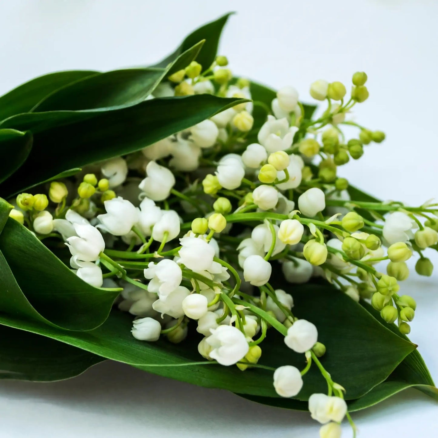 Parfum pour bougies Muguet