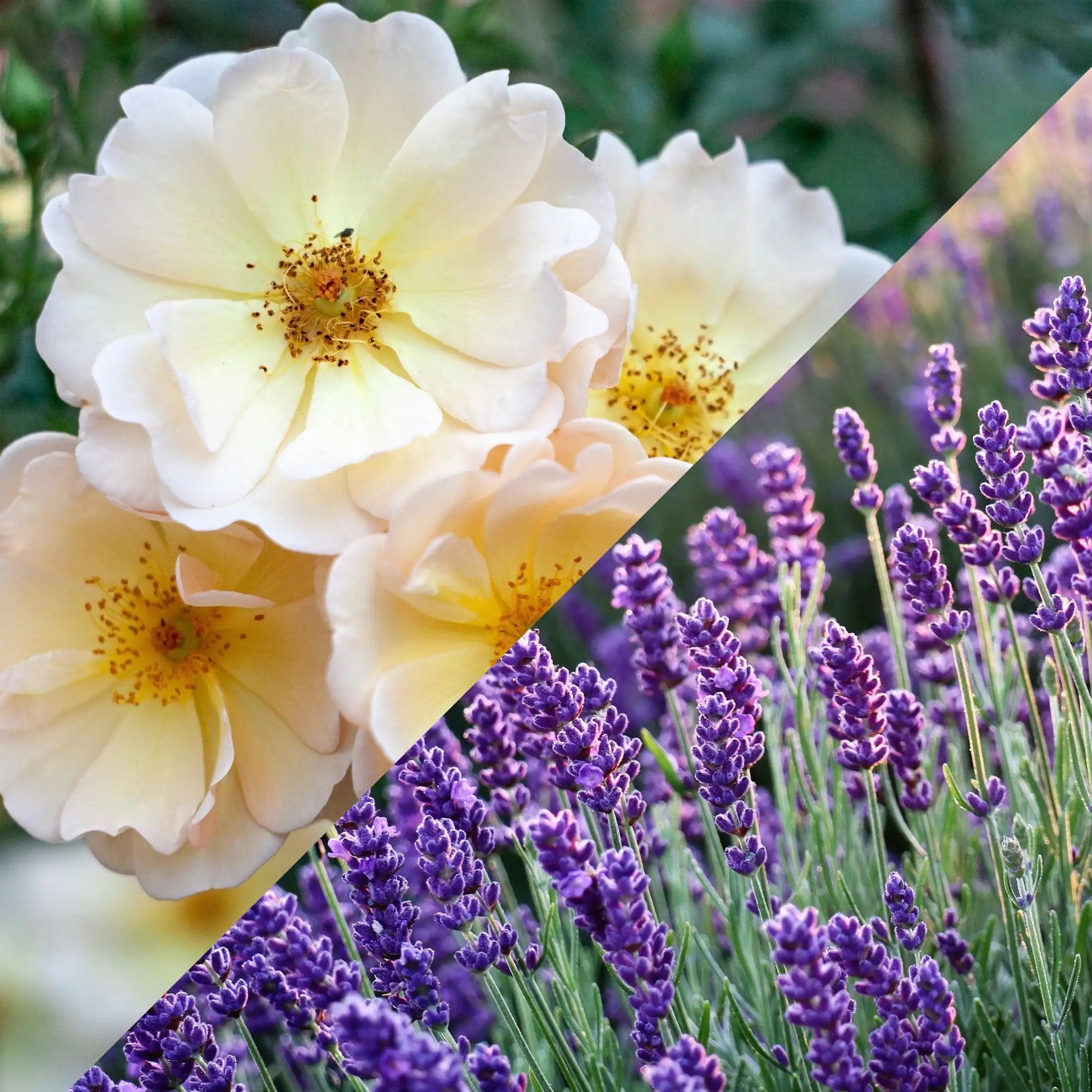 Parfum pour bougies Musc blanc et lavande