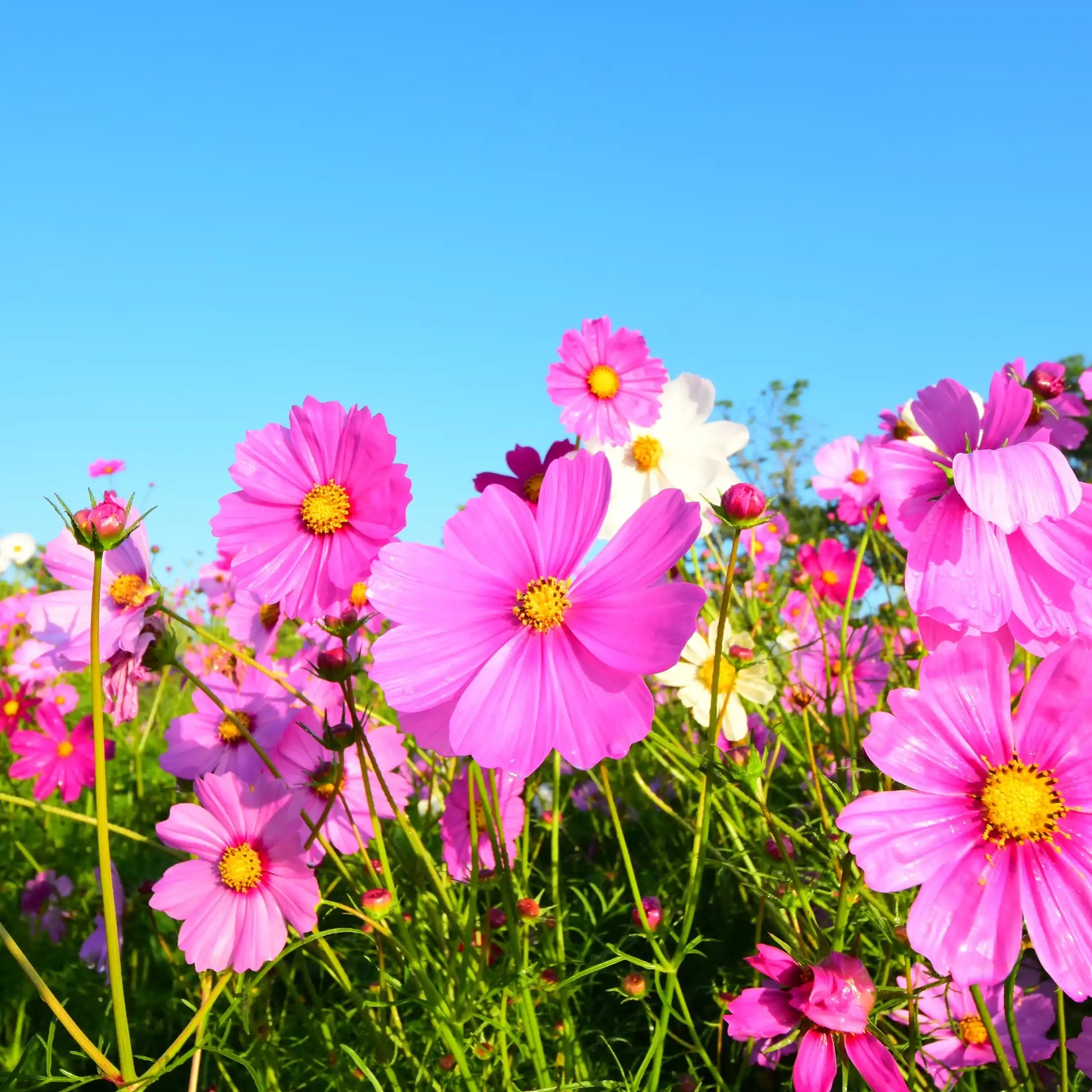 Parfum pour bougies Natco Fleur de jardin