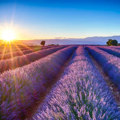 Parfum pour bougies Natco Fleur de lavande