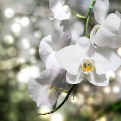 Parfum pour bougies Orchidée blanche