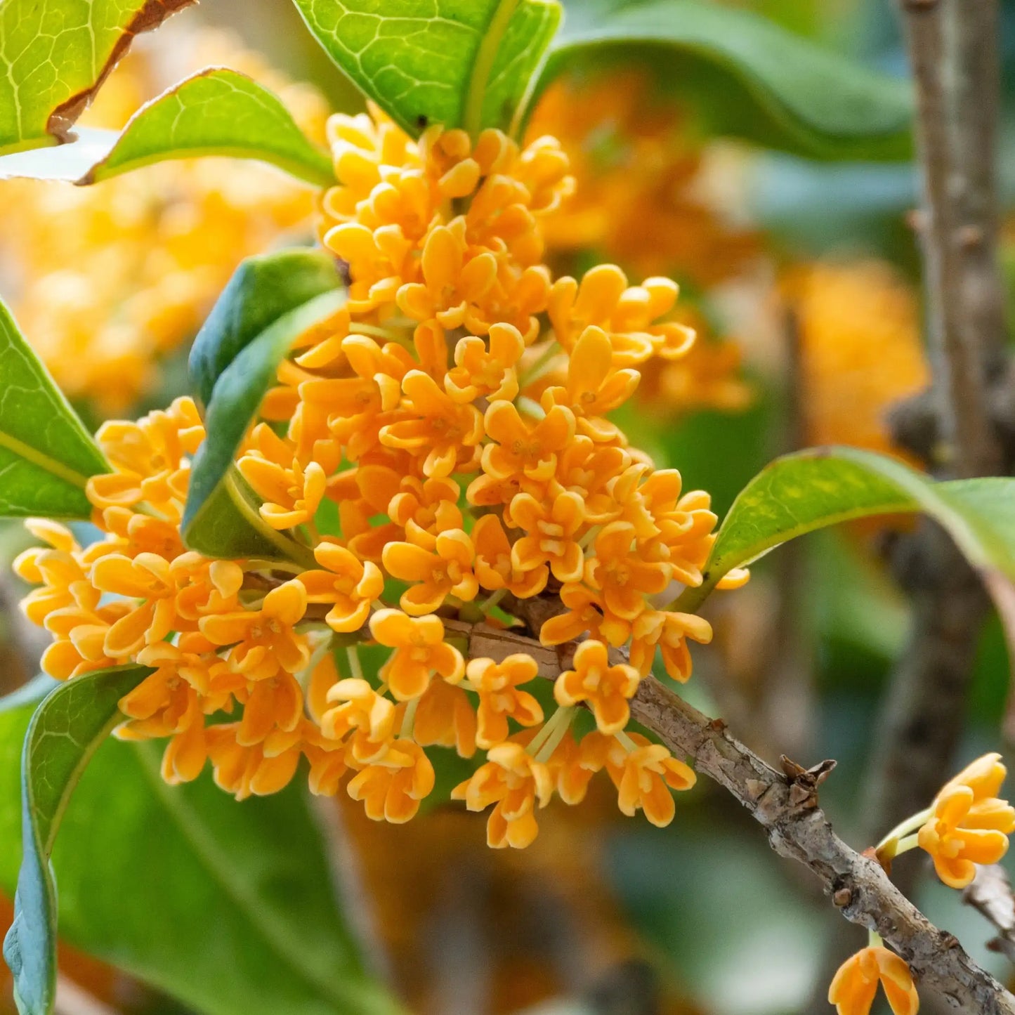 Parfum pour bougies Osmanthus