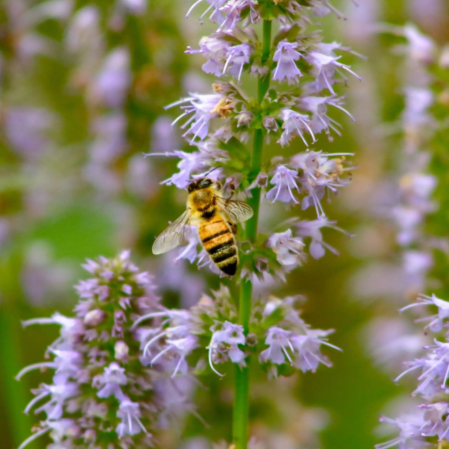 Parfum pour bougies Patchouli