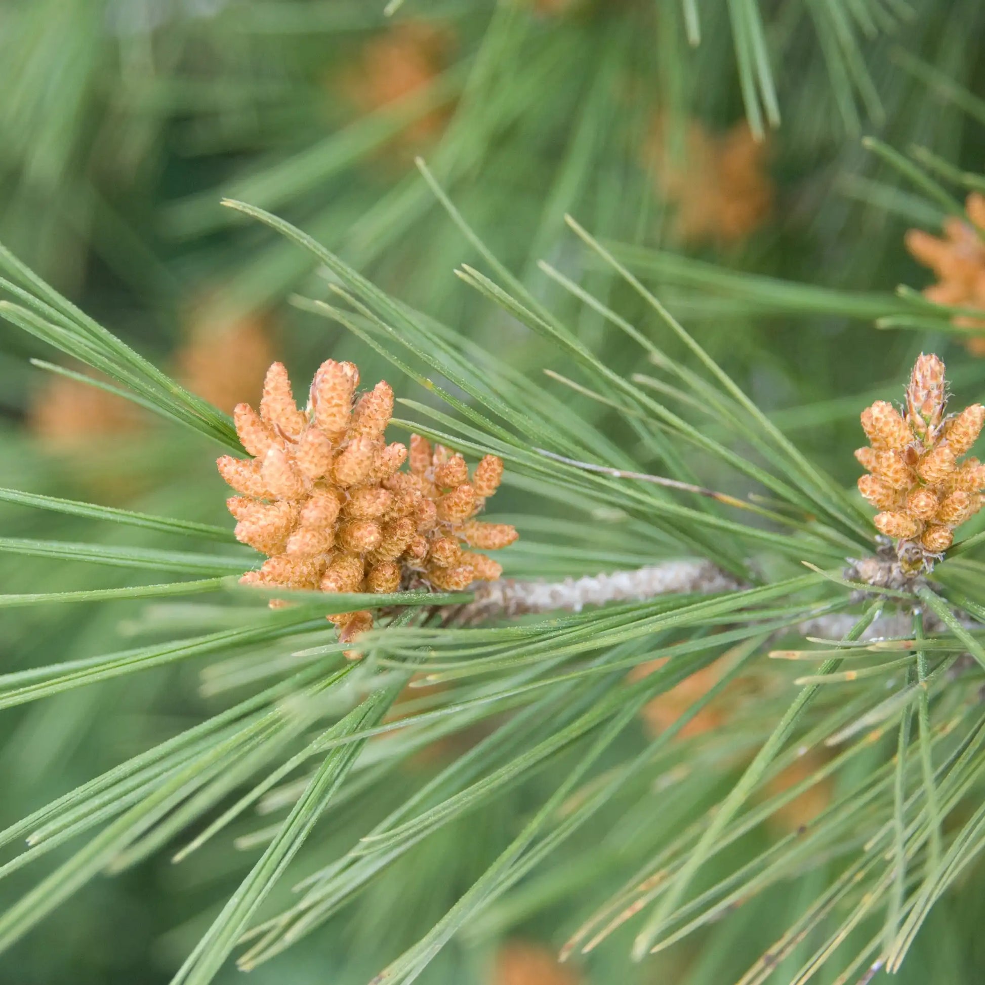 Parfum pour bougies Pin des Landes