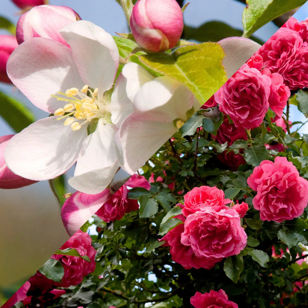 Parfum pour bougies Rose et fleur de pommier