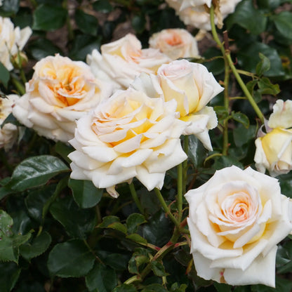 Parfum pour bougies Rose des jardins