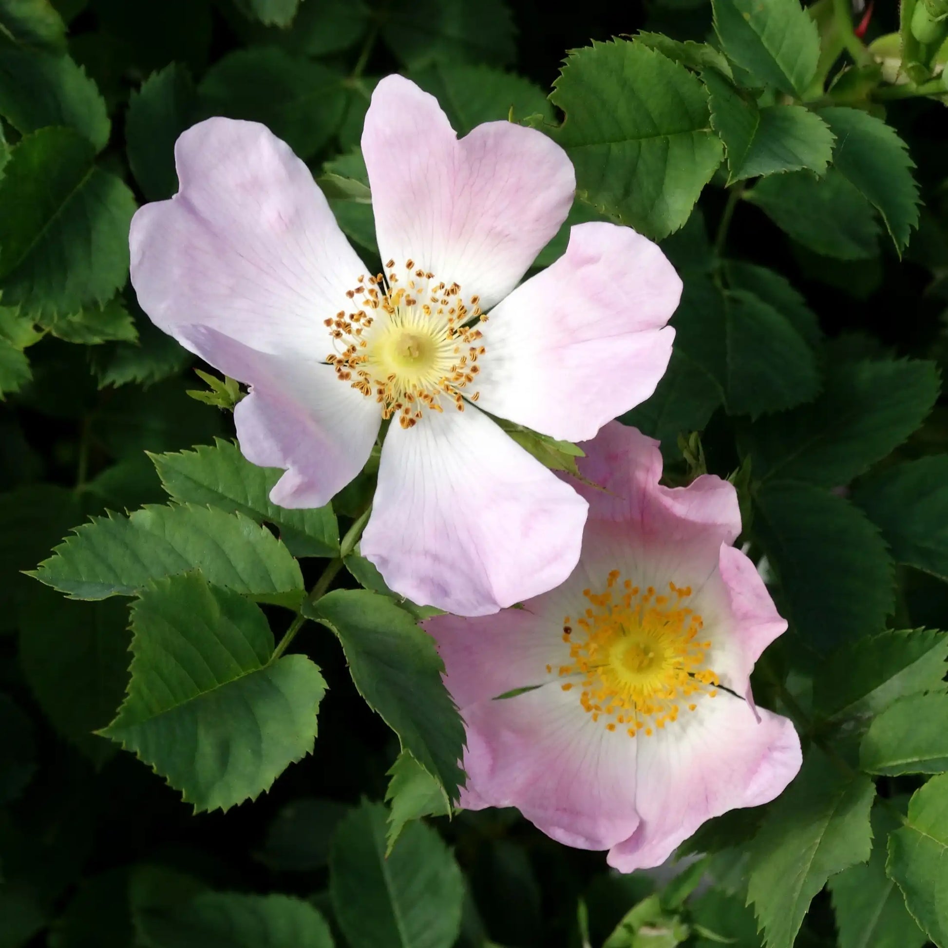 Parfum pour bougies Rose sauvage