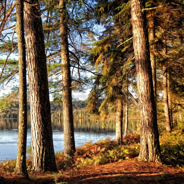 Parfum pour bougies Sous bois